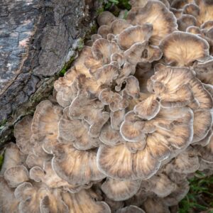 Maitake - Grifola frondosa LM2501 - Placa Petri