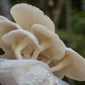 Gírgola de verano - Pleurotus pulmonarius LM3501 - Placa Petri