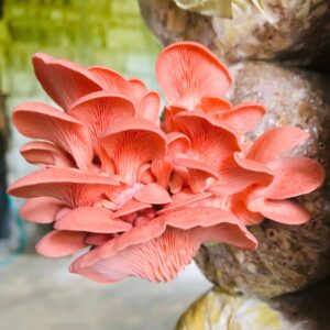 Gírgola rosada - Pleurotus djamor LM3201 - Placa Petri