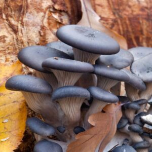 Gírgola azul - Pleurotus columbinus LM3101 - Placa Petri