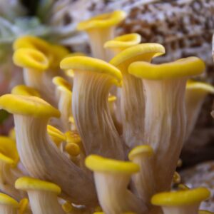 Gírgola dorada - Pleurotus citrinopileatus LM3001 - Placa Petri