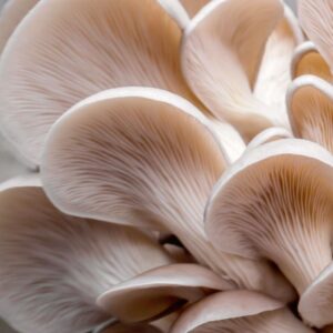 Gírgola blanca - Pleurotus albidus LM2901 - Placa Petri
