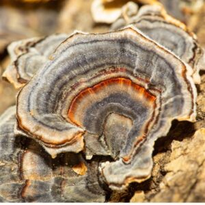 Cola de pavo - Trametes versicolor (Parda) LM3801 - Placa Petri