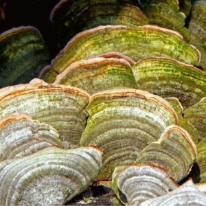 Cola de pavo - Trametes versicolor (verde) LM3805 - Placa Petri