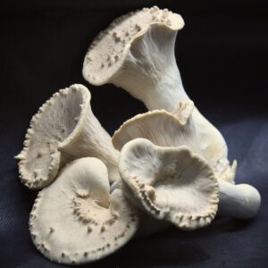 Gírgola rey - Pleurotus eryngii (Canadá) LM2805 - Placa Petri