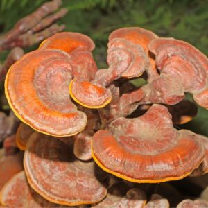 Reishi - Ganoderma lucidum LM0801 - Placa Petri