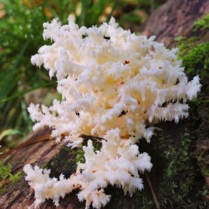 Melena americana - Hericium americanum LM1401 - Placa Petri