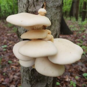 Gírgola de álamo - Pleurotus populinus LM3401 - Placa Petri