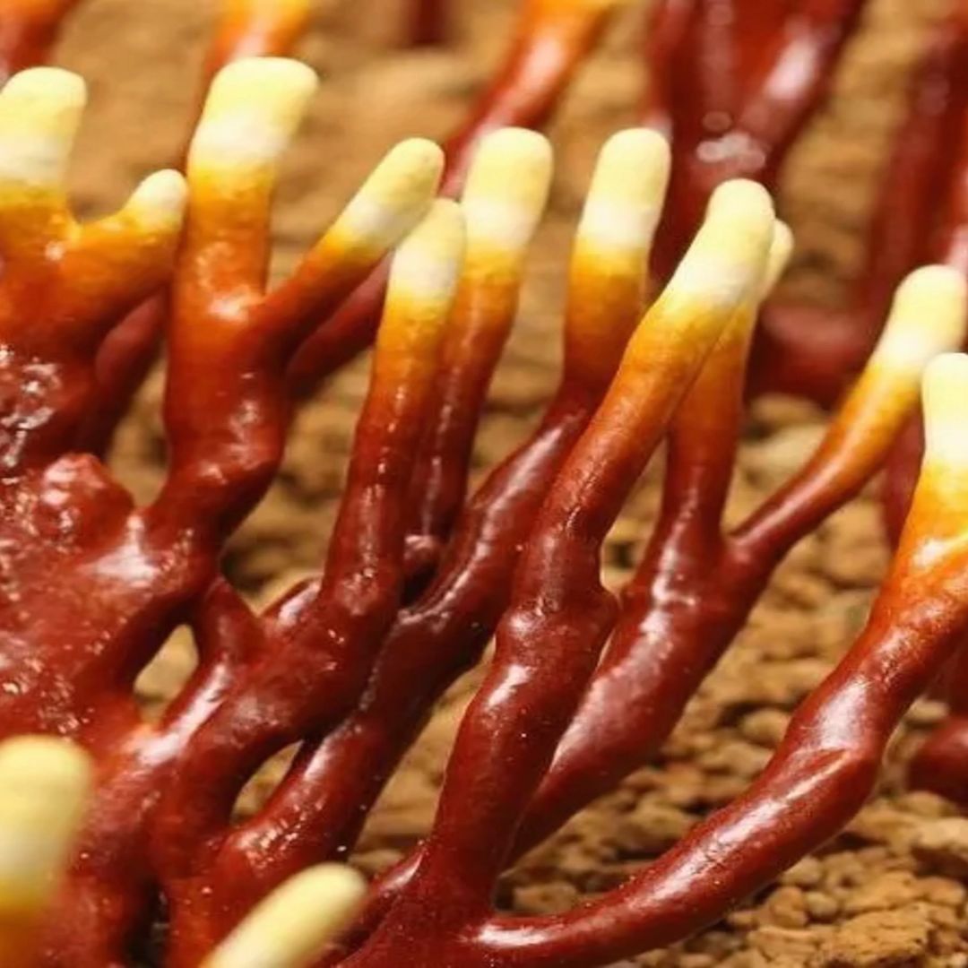 Ganoderma multipileum LM0901 - Placa Petri