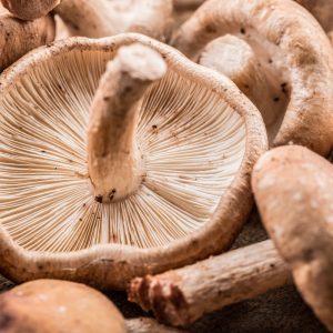 Shiitake - Lentinula edodes LM1701 - Placa Petri