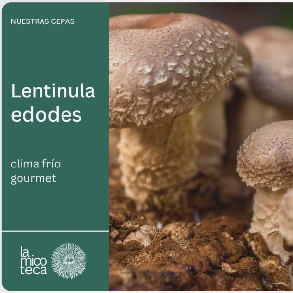 Shiitake - Lentinula edodes (muy productiva) LM1705 - Placa Petri