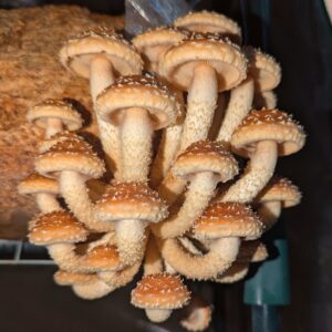 Chestnut – Pholiota adiposa LM2401 - LC medio líquido