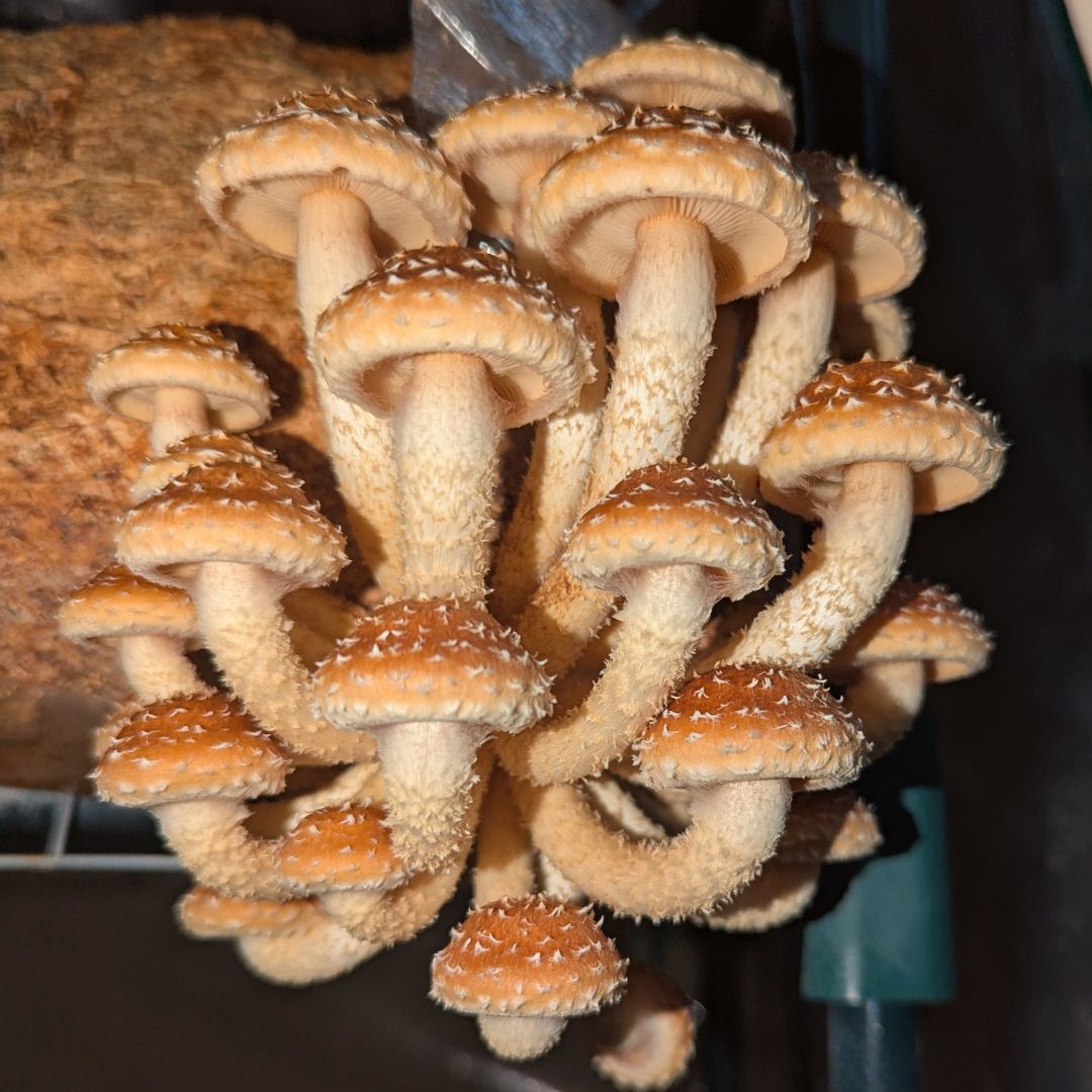 Chestnut – Pholiota adiposa LM2401 - LC medio líquido