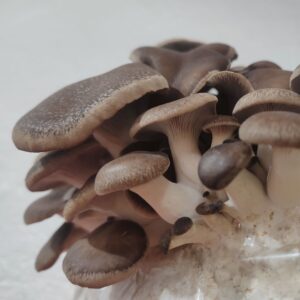 Gírgola BPK – Pleurotus ostreatus Black Pearl King - LM3701 - LC medio líquido