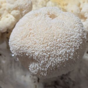 Melena de león - Hericium erinaceus - LM1502 - Placa Petri 9529 (EU)