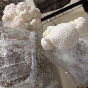 Melena de león - Hericium erinaceus - LM1502 - Placa Petri 9529 (EU)