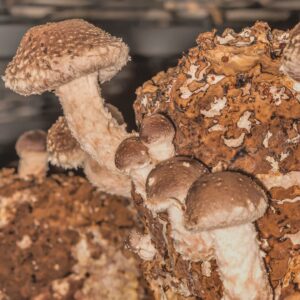Shiitake - Lentinula edodes (Mycelia) LM3103 - Placa Petri