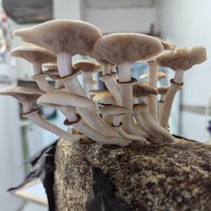 Pioppino - Cyclocybe aegerita (España) LM4585 - Placa Petri