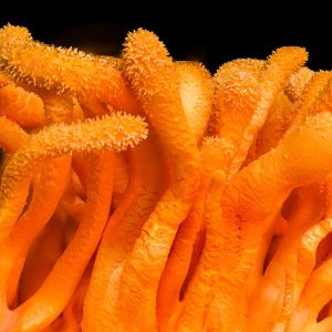 Cordyceps militaris - LM0003 - LC medio líquido