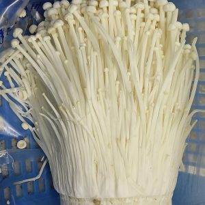 Enoki blanco - Flammulina filiformis LM1805 - Placa Petri