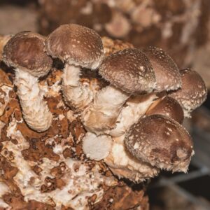 Shiitake de verano e invierno - Lentinula novae-zelandiae LM1901 - Placa Petri