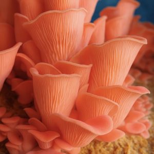 Gírgola rosada - Valentine - Pleurotus djamor LM3205 - Placa Petri