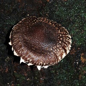 Shiitake de verano e invierno - Lentinula novae-zelandiae LM1901 - Placa Petri