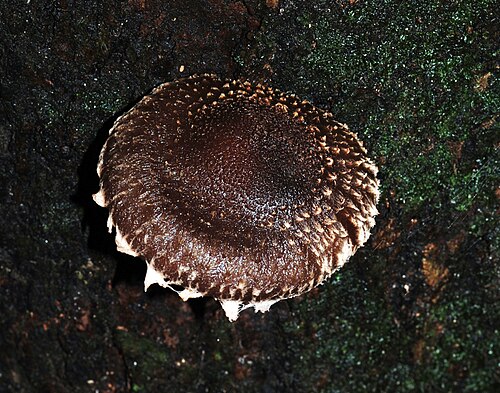 Shiitake de verano e invierno - Lentinula novae-zelandiae LM1901 - Placa Petri - Imagen 2