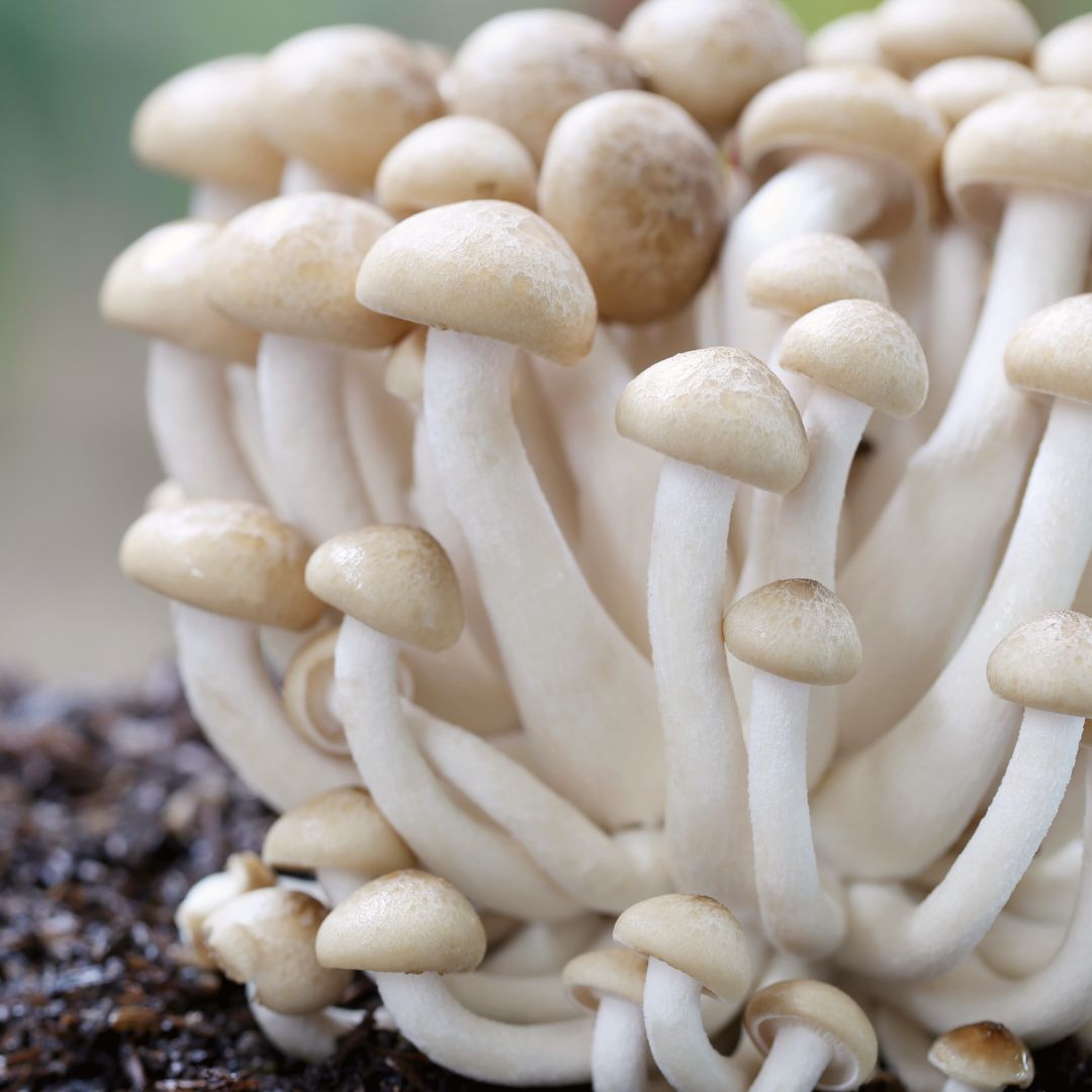 Shimeji blanco - hypsizygus tessulatus LM1601 - Placa Petri