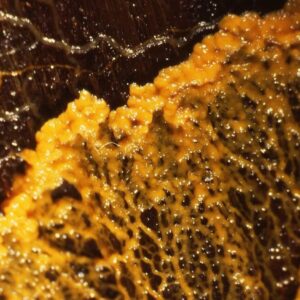 Physarum polycephalum LM5601 - Placa Petri