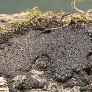 Huésped Tremella f. - Annulohypoxylon sp. LM0201 - Placa Petri