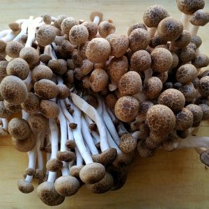 Shimeji pardo - hypsizygus marmoreus LM1605 - Placa Petri