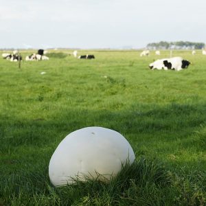 Puffball - Calvatia gigantea LM0501 - Placa Petri