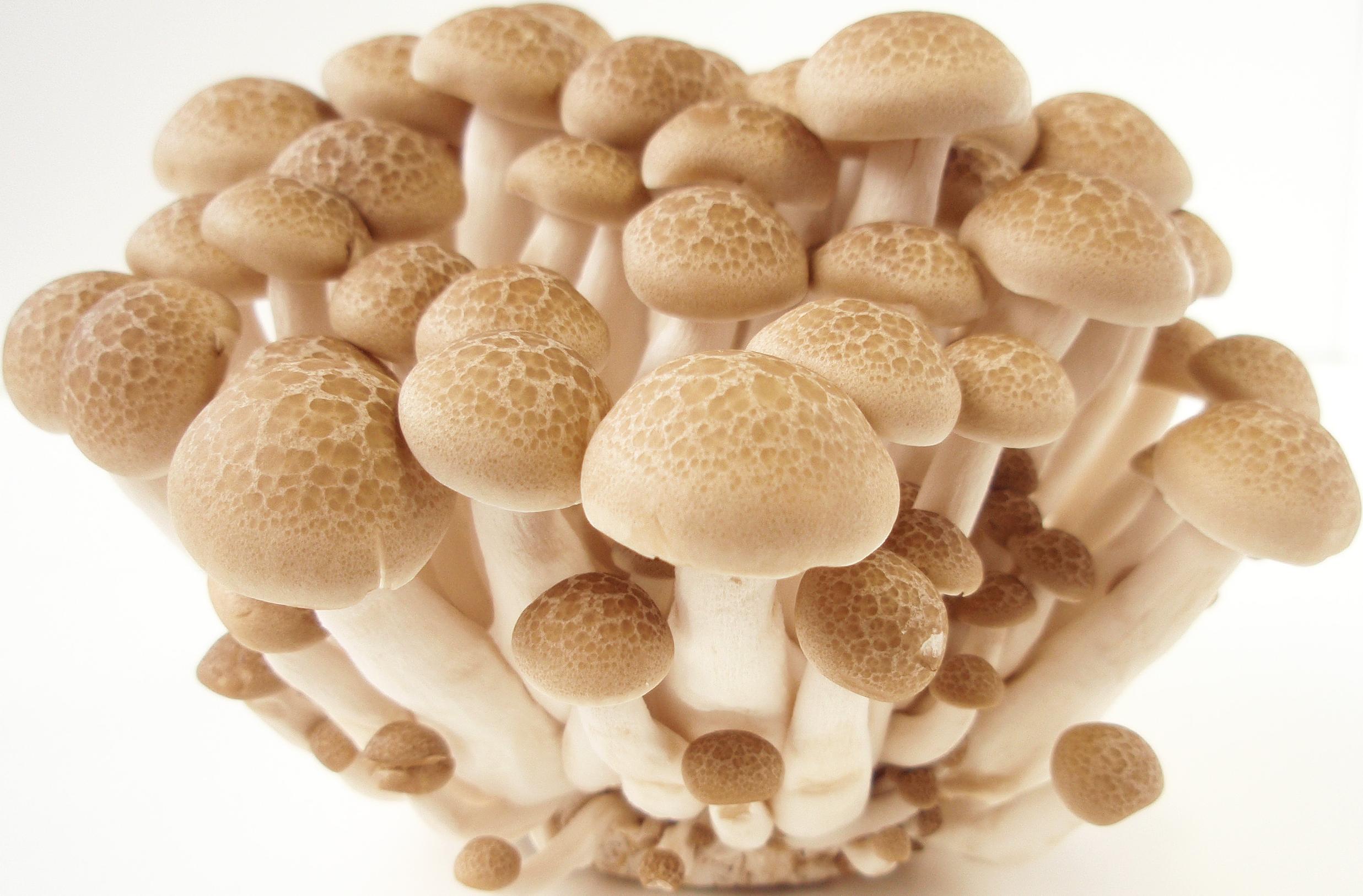 Shimeji pardo - hypsizygus marmoreus LM1605 - Placa Petri - Imagen 2