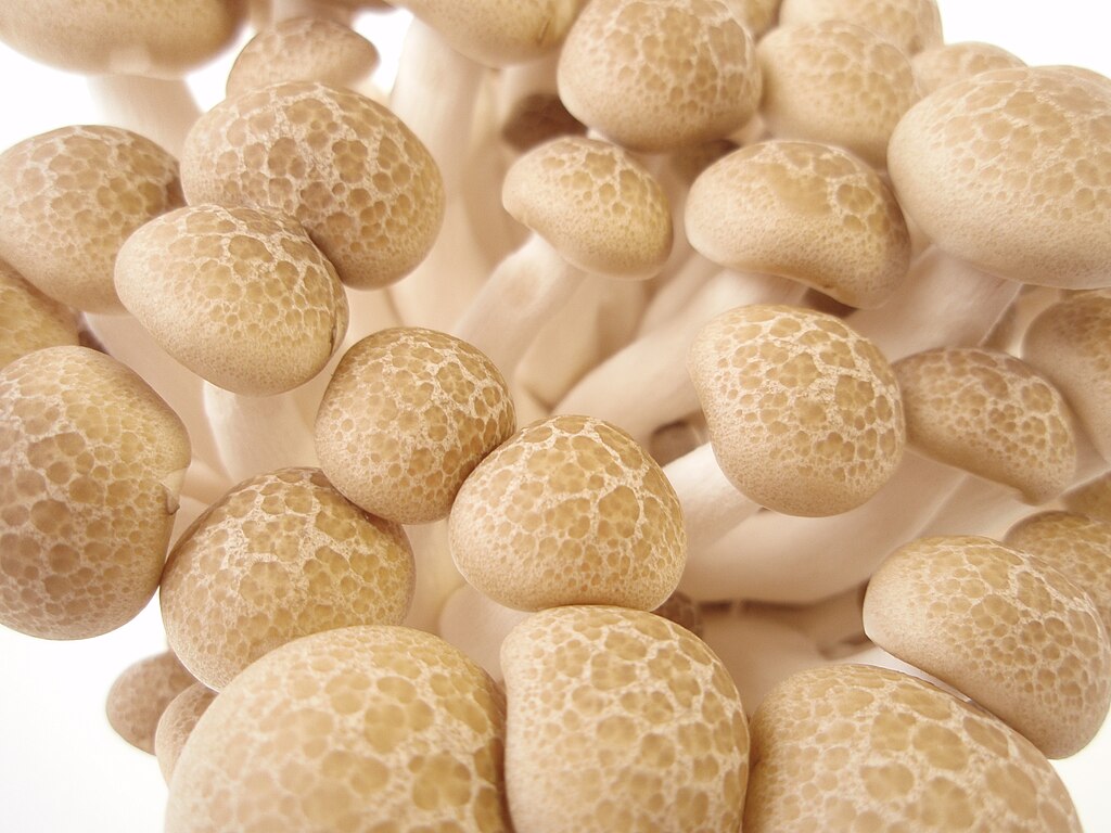 Shimeji pardo - hypsizygus marmoreus LM1605 - Placa Petri - Imagen 3