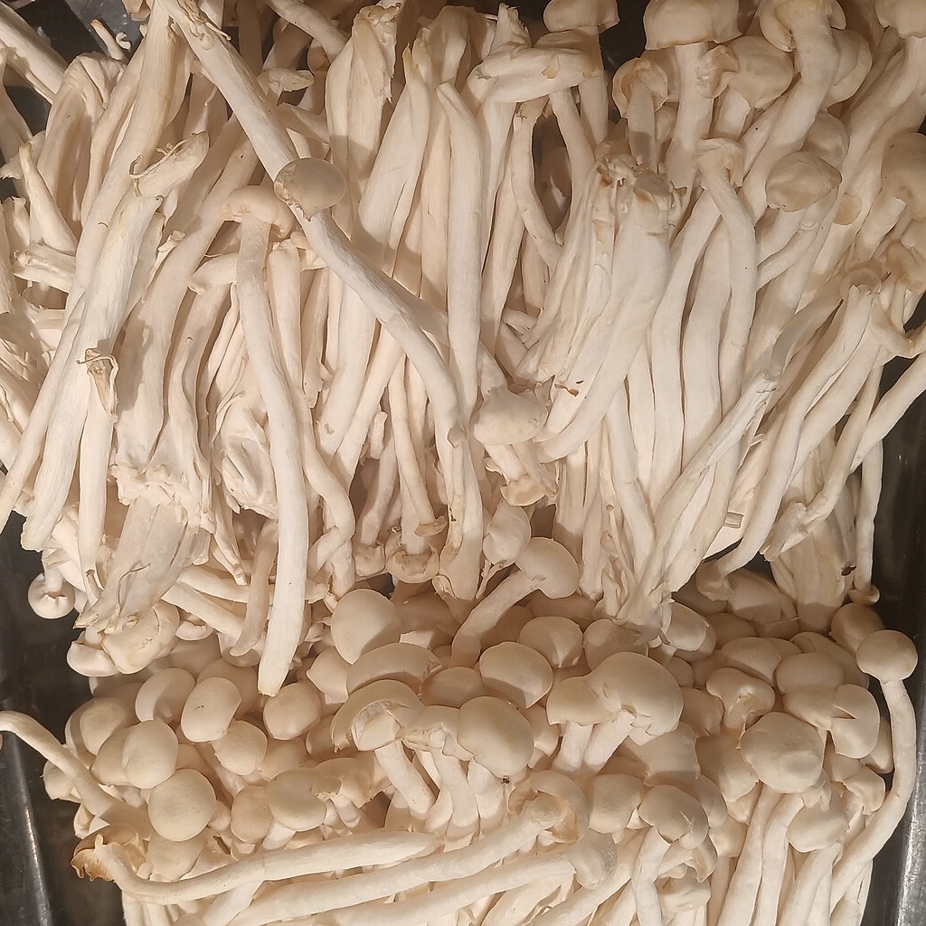 Shimeji blanco - hypsizygus tessulatus LM1601 - Placa Petri - Imagen 3