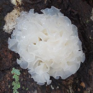 Tremella fuciformis LM3901 - Placa Petri