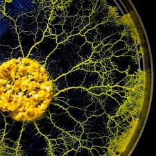 Physarum polycephalum LM5601 - Placa Petri