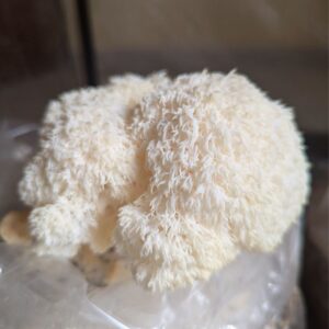 Melena de león - Hericium erinaceus (Calor) LM1505 - LC medio líquido