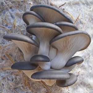 Gírgola gris - Pleurotus ostreatus (Ice Queen) LM3304 - Placa Petri