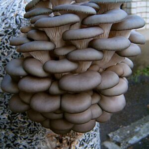 Gírgola gris - Pleurotus ostreatus (Mustang) LM3303 - Placa Petri
