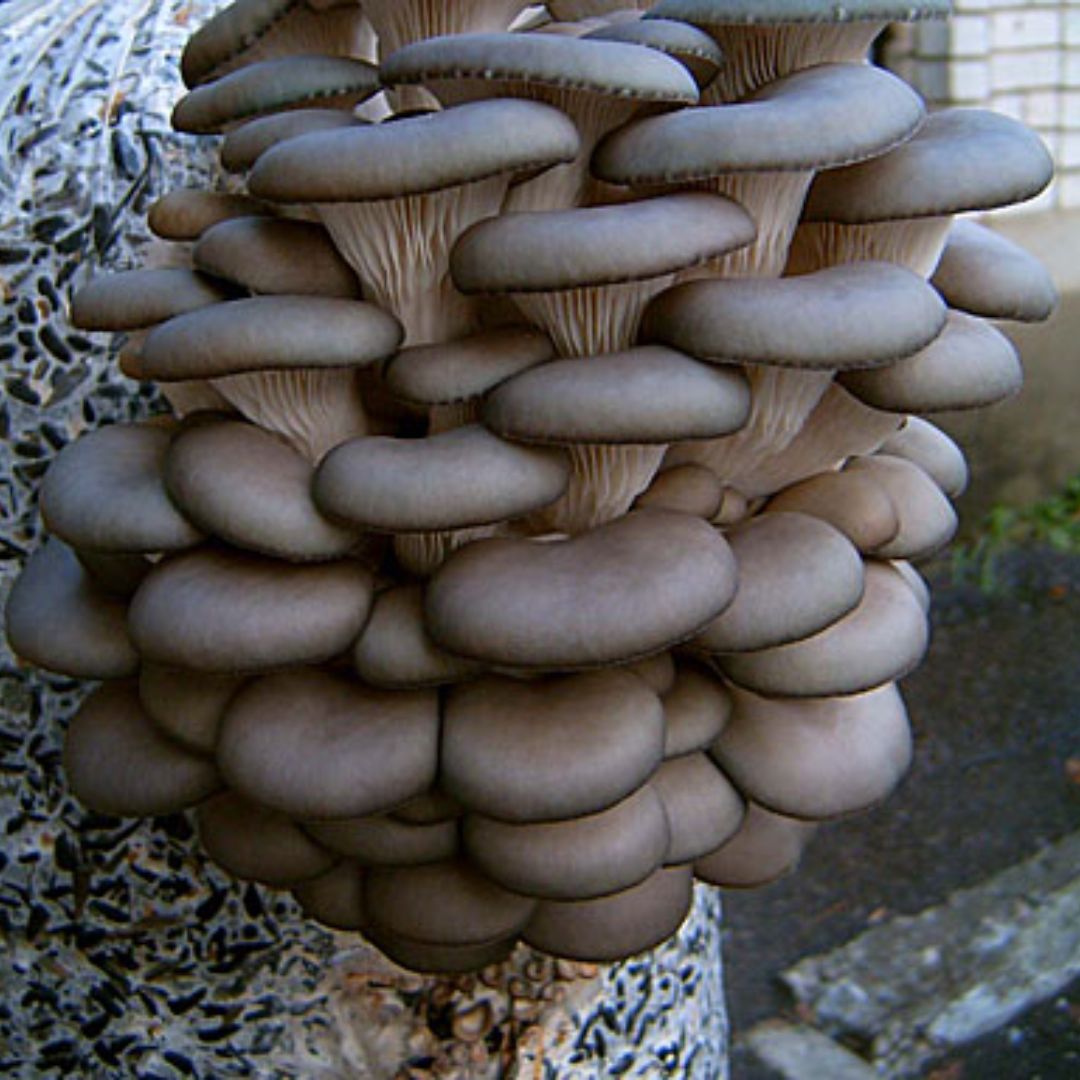 Gírgola gris - Pleurotus ostreatus (Mustang) LM3303 - Placa Petri