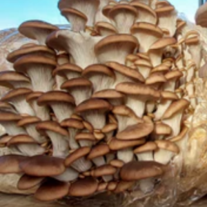 Gírgola parda - Pleurotus ostreatus (Soignes) LM4404 - Placa Petri