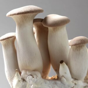 Gírgola rey - Pleurotus eryngii - King Trumpet - cepa comercial - LM2805 - Placa Petri